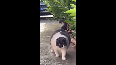 FunnyCat eps 02