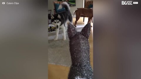 Ce husky n'est pas un grand fan des décorations de Noël