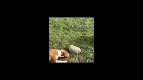 dog and horse scared of turtle