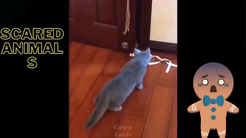 cute and funny cats and dogs get surprised