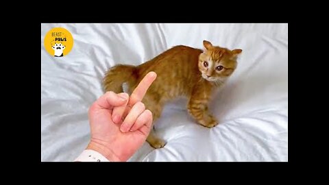 Cat Can Understand Whatever People Say - Beast Paw