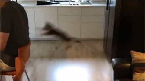 Gatinha dá salto “ninja” nas costas do seu dono