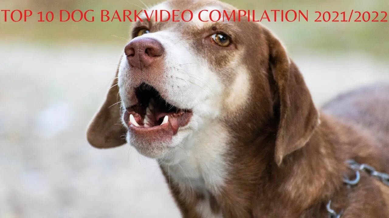 TOP 10 DOG BARKS COMPILATION 2021/2022