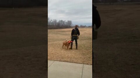 Unplanned Training Opportunity - watch til the end!! #dogtraining #waterfowl #pheasant