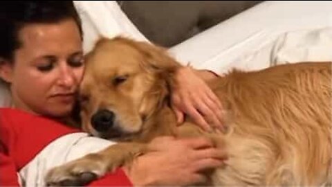 Golden retriever vil ikke lade sin ejer holde op med at kæle hende