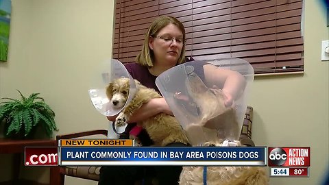 Two dogs at veterinary ER after eating popular but poisonous Florida plant