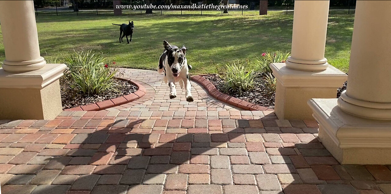 Joyful Great Dane Gives A Flying Zoomie Greeting