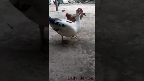 Big geese fighting for chicken's food