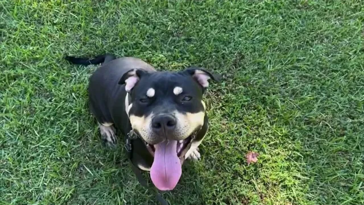 Obedience training two Am Bullies for a friend