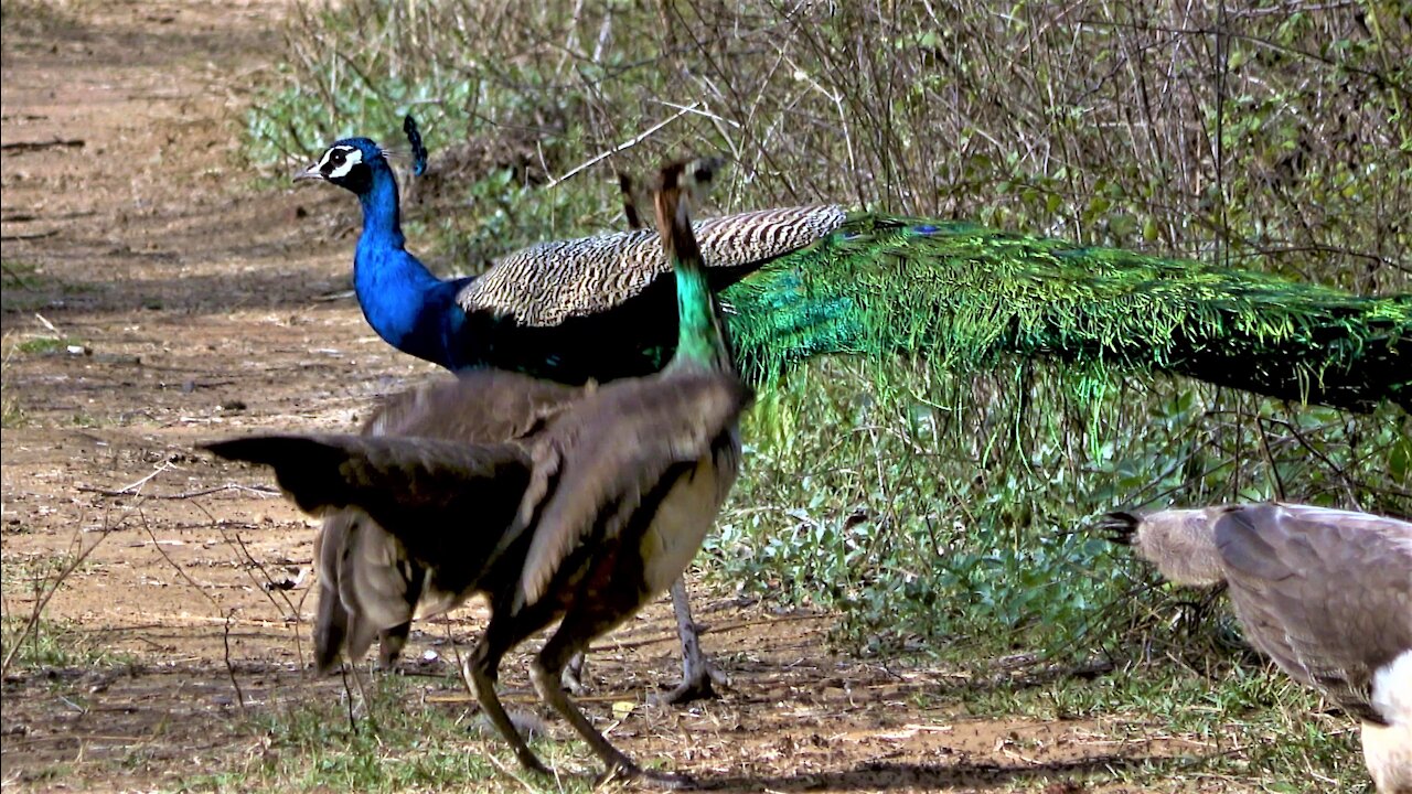 Hungry peacocks are no match for nest of aggressive fire ants