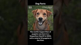 Dog Facts #shorts #youtubeshorts #dog #facts