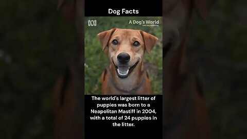 Dog Facts #shorts #youtubeshorts #dog #facts