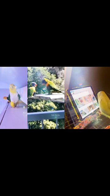 Feathered friends are the cutest 🐦✨