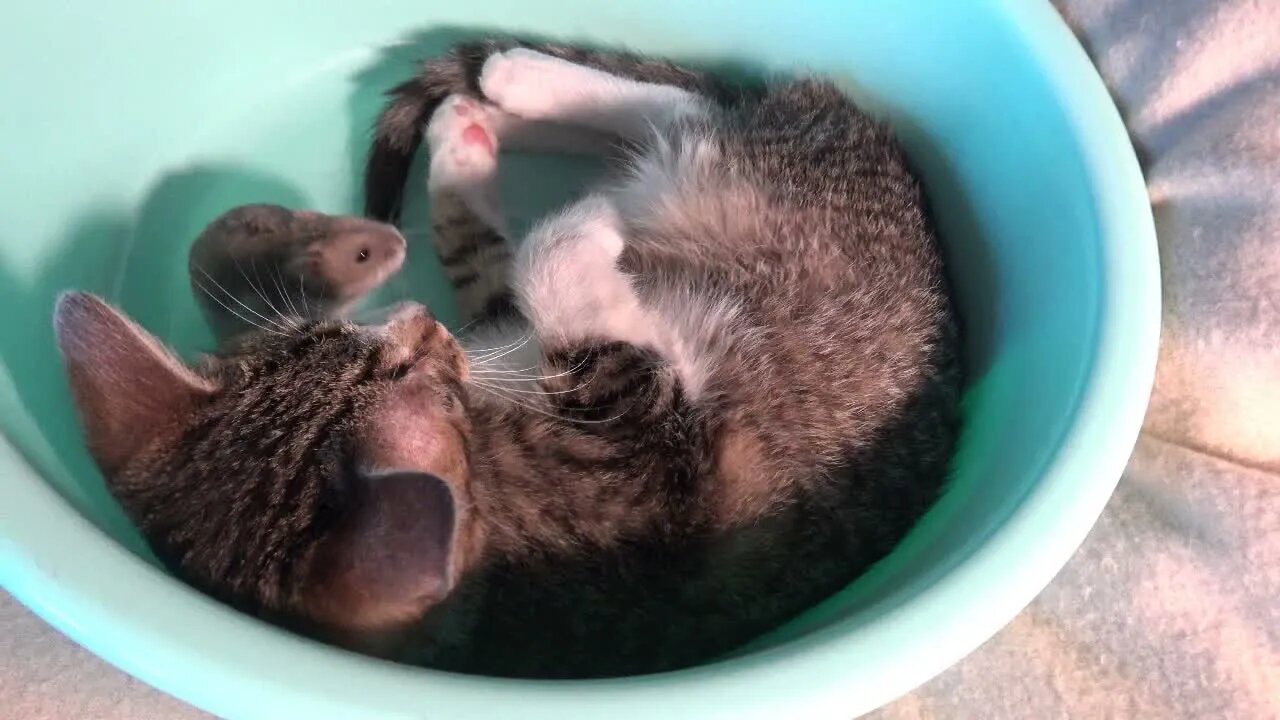 Little Cat Sees a Mouse for the First Time