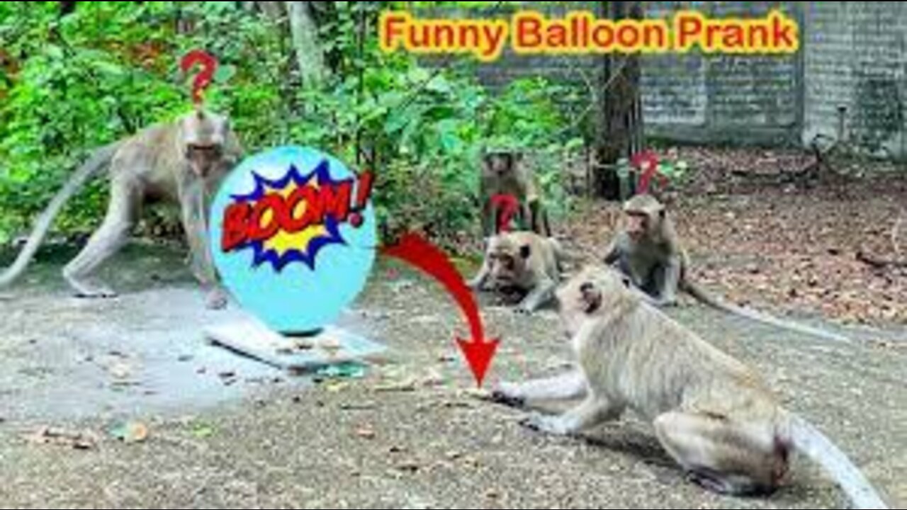 Funny Monkey Videos 2022 ! Monkey Very Funny clip 2022