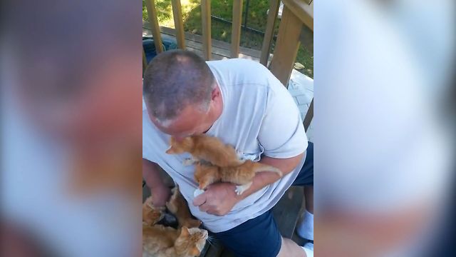 Man Feeds SEVERAL ADORABLE KITTENS