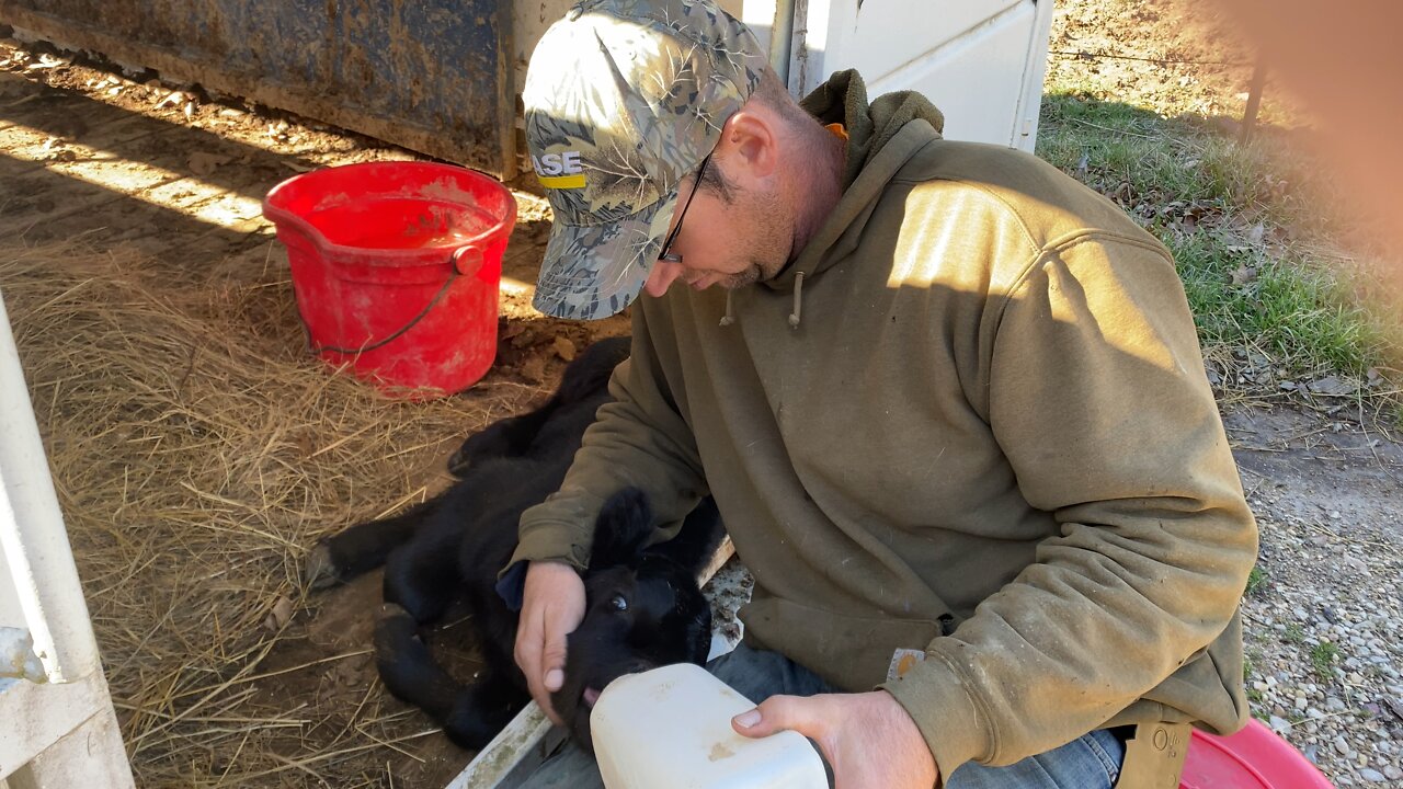 Bottle feeding a newborn calf