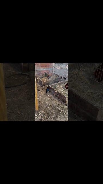 Happy Happy Happy @LivingWaterFarms247