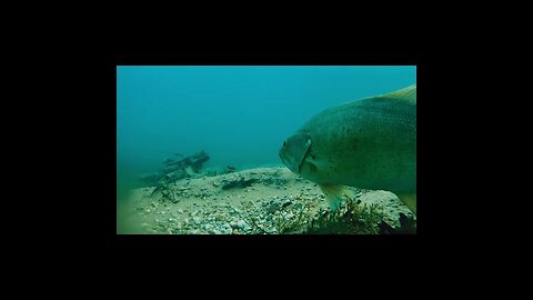 smallmouth bass on the beds