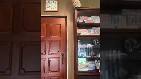 Cat learns to open a door in under 1 minute