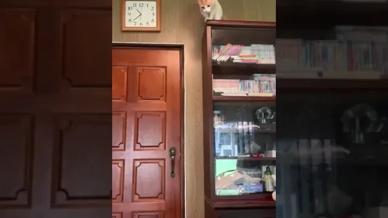 Cat learns to open a door in under 1 minute