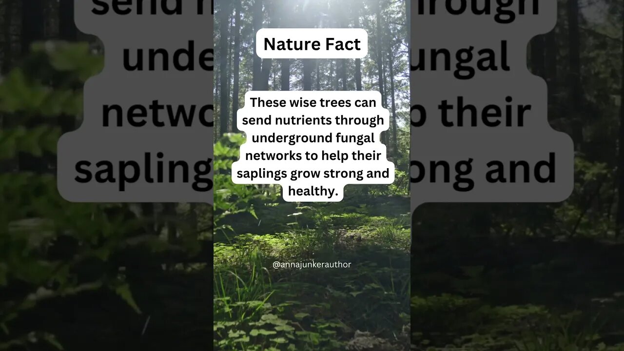 Surprising Nature Fact About Trees That Will Amaze You #shorts #nature #naturefacts