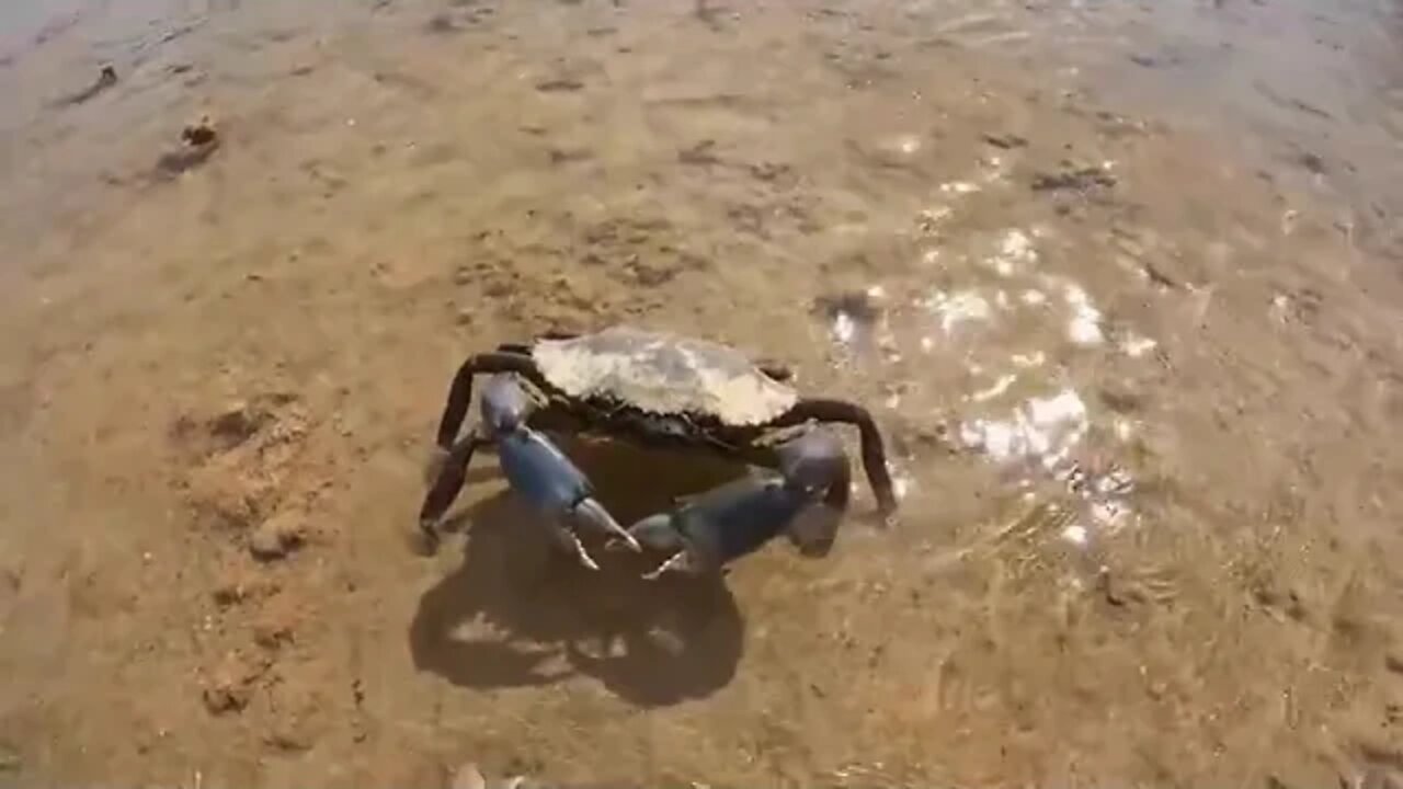 18 GIANT CRAB vs MY GIRLFRIEND Her first crab caught by hand CATCH AND COOK