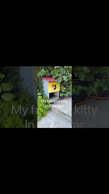 My Favorite Kitty at Gibraltar #shorts