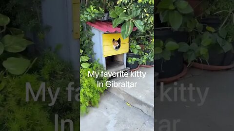 My Favorite Kitty at Gibraltar #shorts