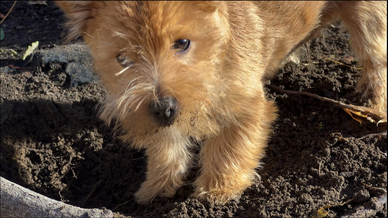 Sweet little puppy is a digger!