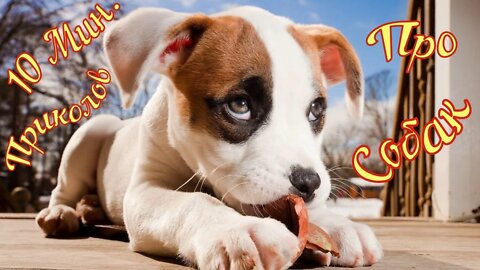 Смешные Собаки 21 Funny Dogs Юмор