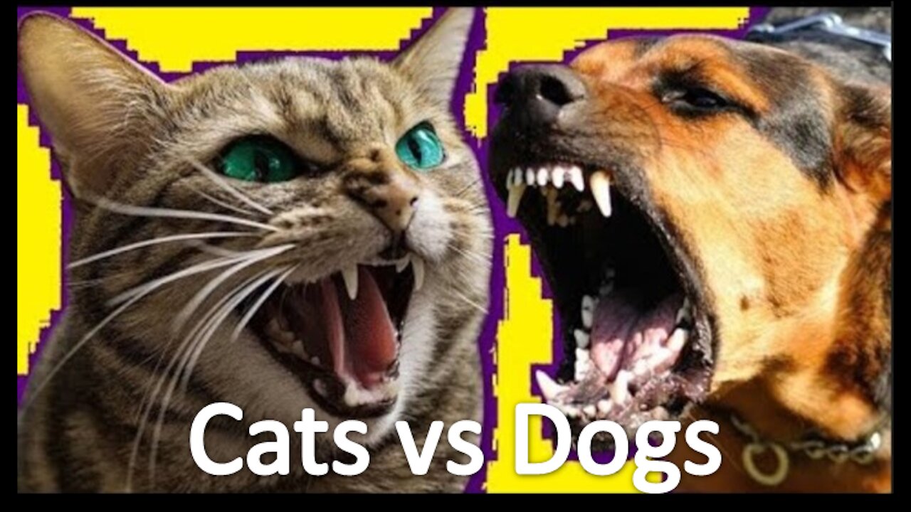 Funny Cats vs Dogs Compilation | Cats & Dogs Fighting