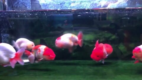 World most beautiful and best quality goldfish are in Thailand56 8