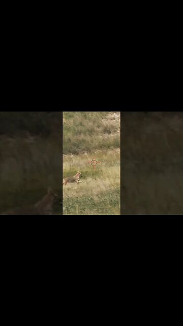 Hunting Coyotes #shorts #dog #animals #hunter #186