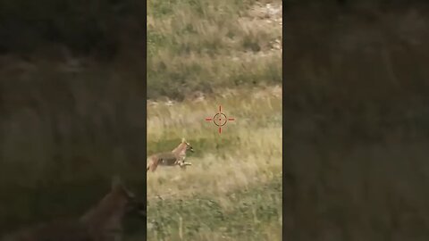 Hunting Coyotes #shorts #dog #animals #hunter #186