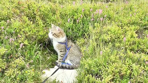 Cat Takes a Break on the Alpine Tundra