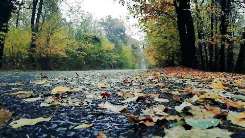 the sound of rain