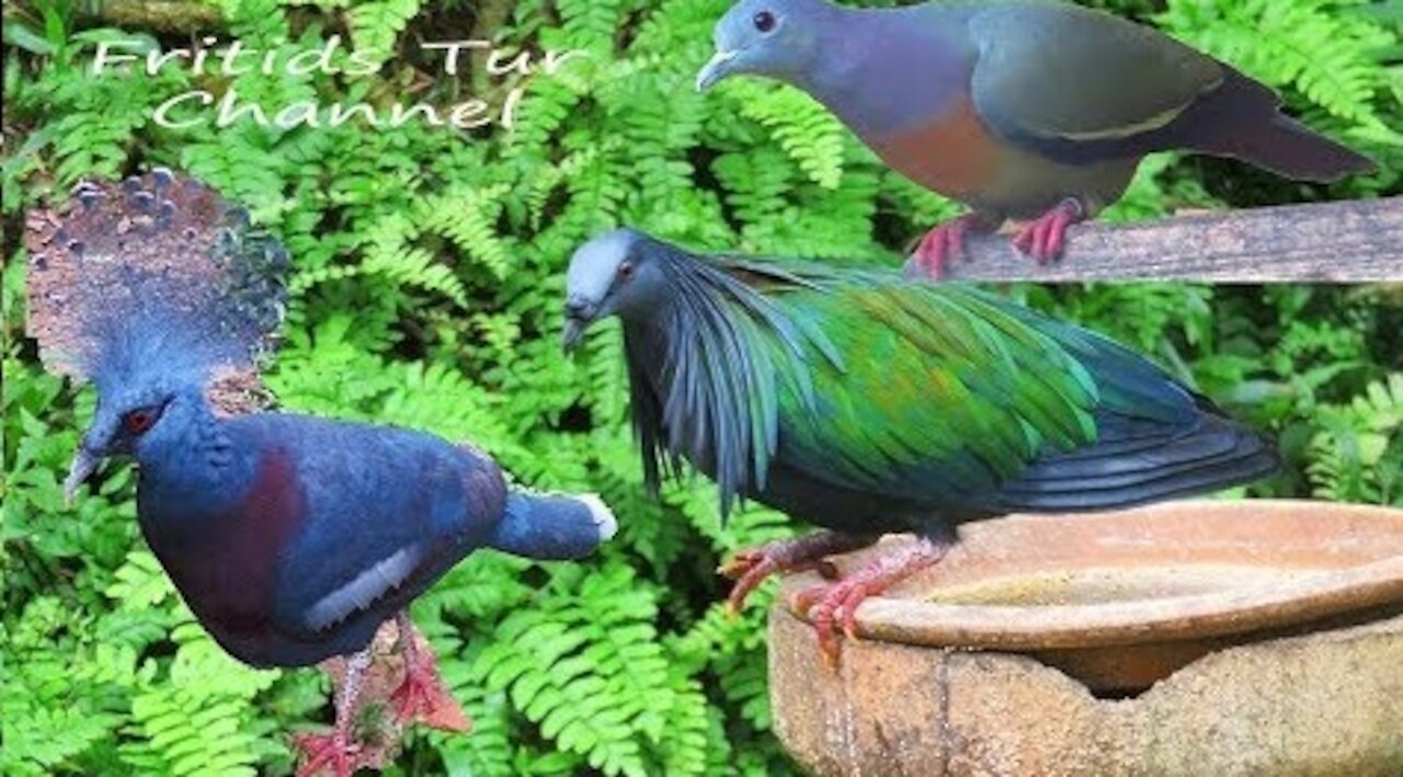 15 Most Beautiful Colorful Pigeons in the World
