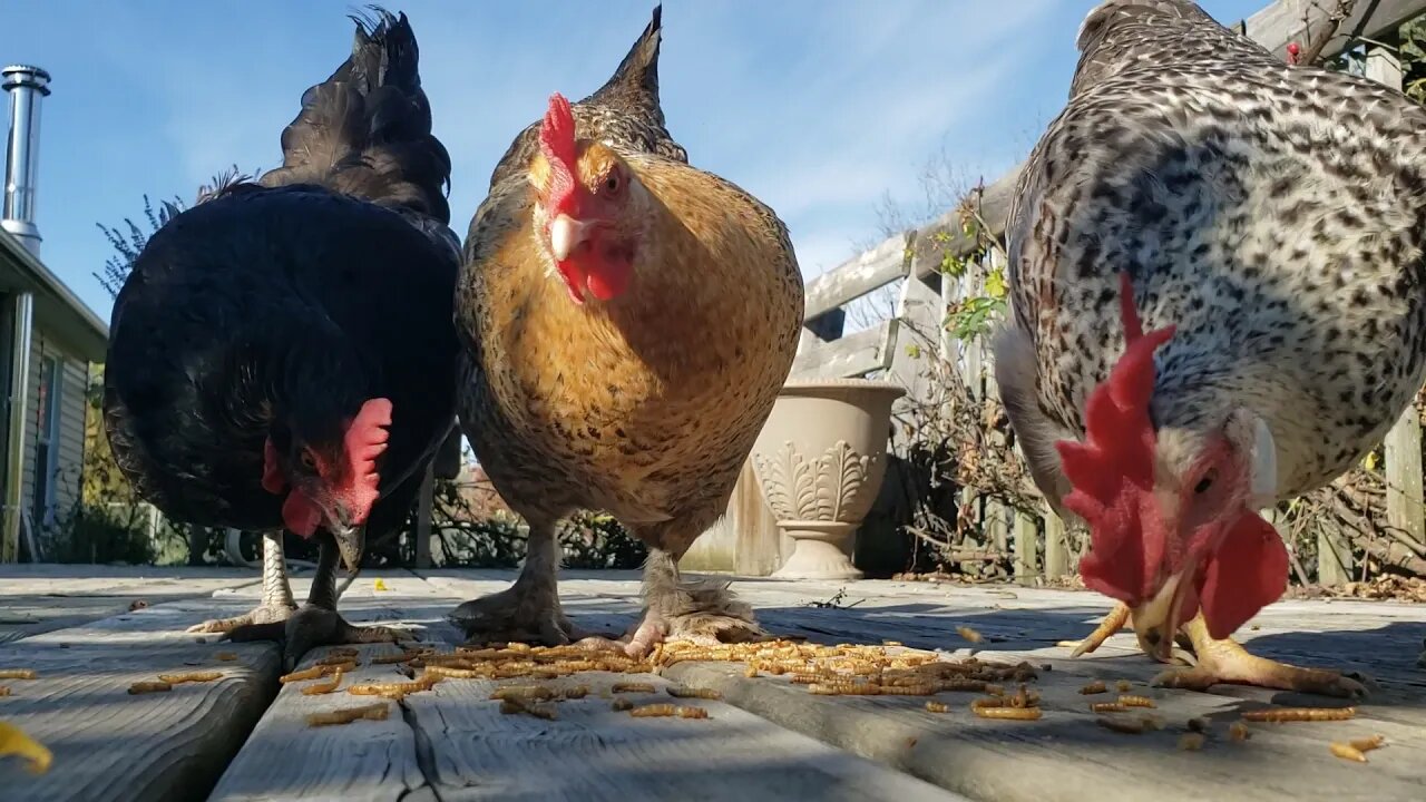 Fall afternoon with some chickens.