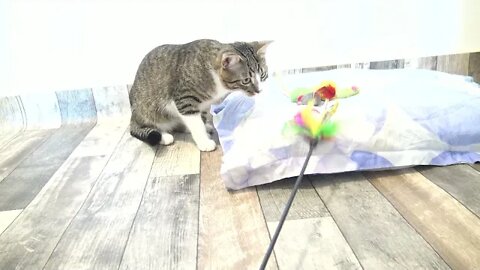 Kitten Stalks Toy and Wiggles His Butt