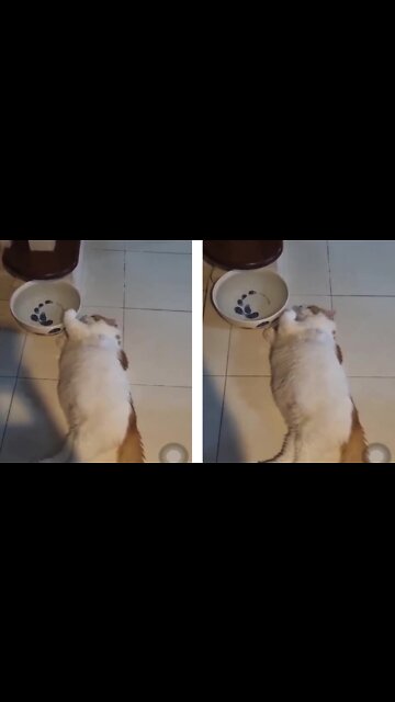 Cat Drinks Water In The Laziest Possible Way