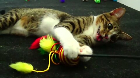 Cute Kitten Plays with Candy Toy