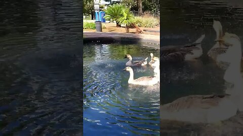 Geese using a fountain as a sprinkler #shorts