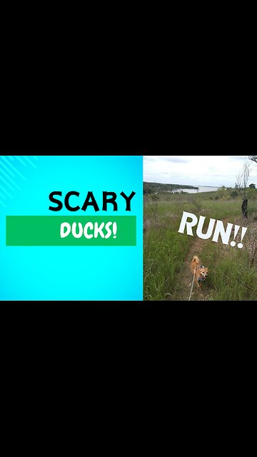 SCARY DUCKS!