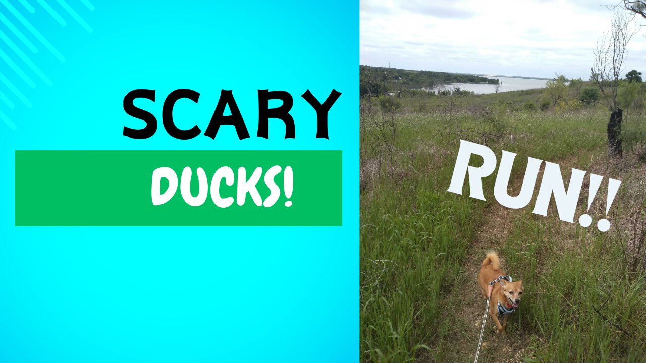 SCARY DUCKS!