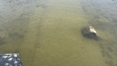 Minnows Humber River James Gardens Toronto