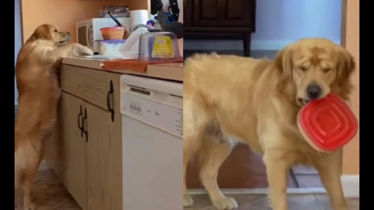 golden retriever is sad to see that he has been discovered