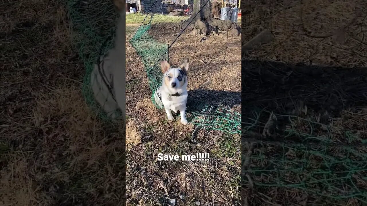 SAVE ME!!! 🐶😂 American #corgi Astrid!!! #farmlife #cute