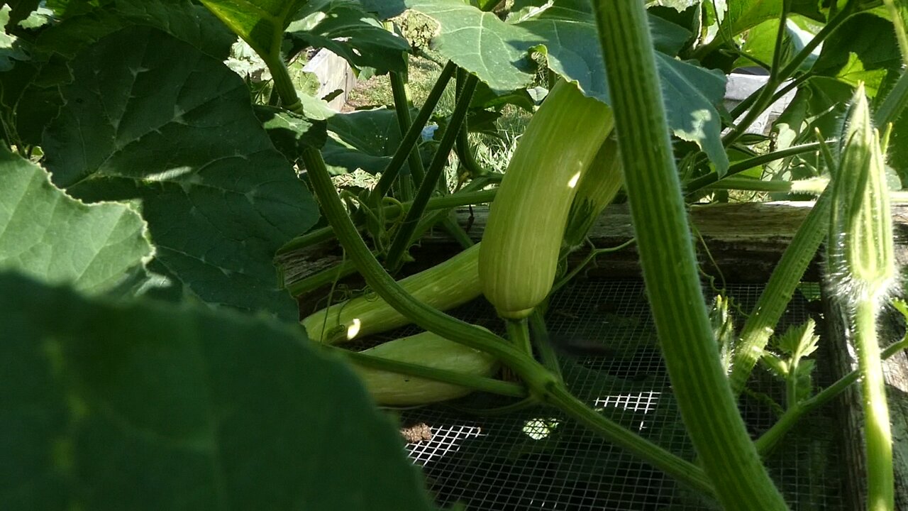 ZUCCHINI GONE WILD