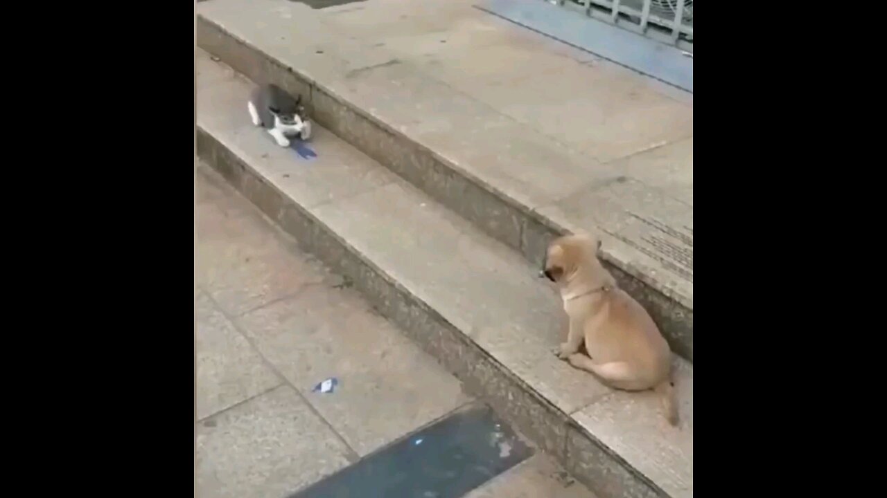 Cat vs Dog animal funny moments videos